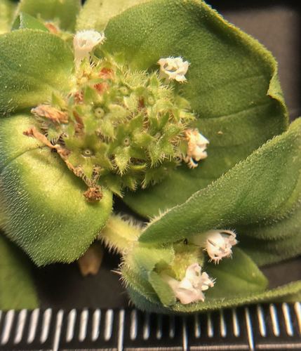 Richardia brasiliensis
