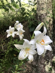Lilium candidum