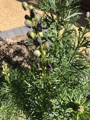 Aconitum napellus
