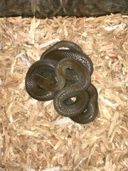 Boaedon fuliginosus