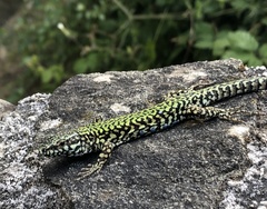 Podarcis muralis