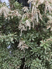 Pieris