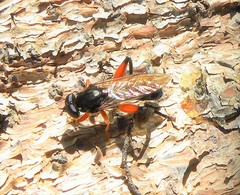 Chalcosyrphus