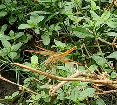 Brachythemis contaminata