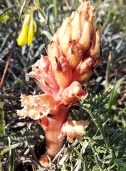 Orobanche kochii