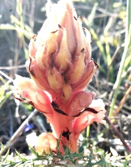 Orobanche kochii