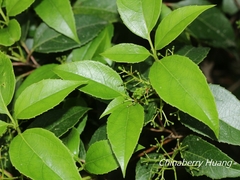 Viburnum propinquum