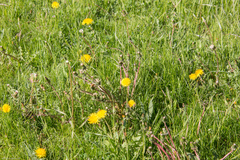 Taraxacum officinale