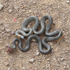 Diadophis punctatus regalis