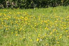 Taraxacum officinale