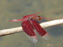 Neurothemis ramburii
