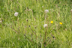 Taraxacum officinale