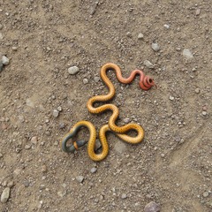 Diadophis punctatus regalis