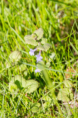 Glechoma hederacea
