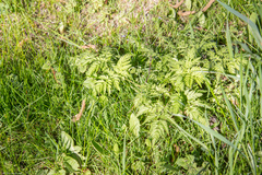 Anthriscus sylvestris