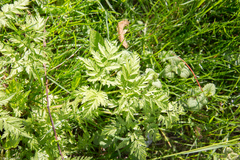 Anthriscus sylvestris