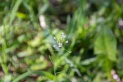 Capsella bursa-pastoris