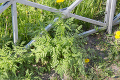 Anthriscus sylvestris