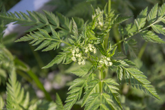 Anthriscus sylvestris