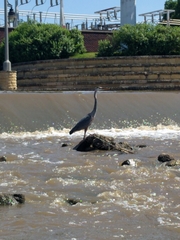 Ardea herodias