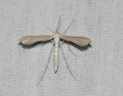 Hellinsia homodactylus