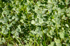 Trifolium repens