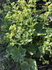 Alchemilla mollis