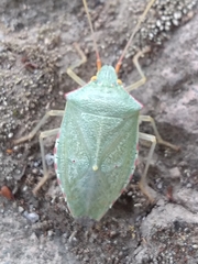 Chlorocoris rufopictus