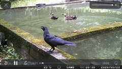 Corvus macrorhynchos japonensis