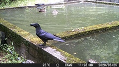 Corvus macrorhynchos japonensis