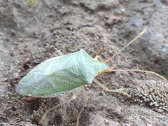 Chlorocoris rufopictus