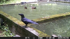 Corvus macrorhynchos japonensis