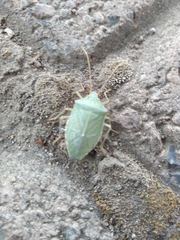 Chlorocoris rufopictus