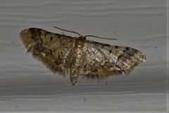 Idaea furciferata