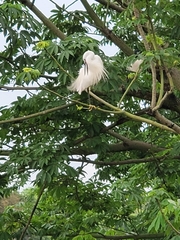 Egretta garzetta