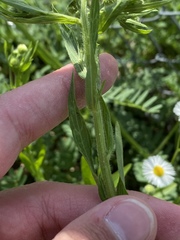 Erigeron pulchellus pulchellus