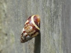 Amphidromus porcellanus