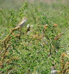 Curruca communis