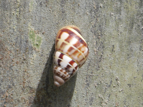 Amphidromus porcellanus
