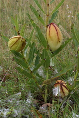 Pachycarpus appendiculatus