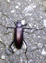 Strongylium carbonarium