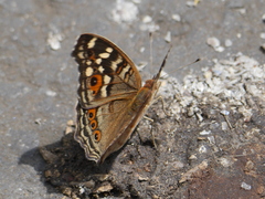 Junonia erigone