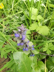 Ajuga reptans