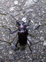 Strongylium carbonarium