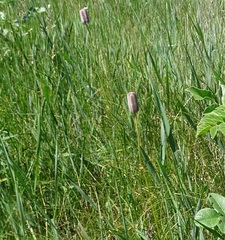 Fritillaria meleagroides