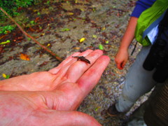 Sphaerodactylidae