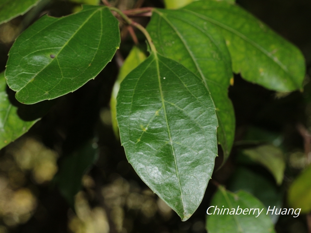 Chinese Evergreen Viburnum