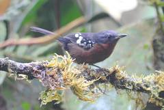 Microrhopias quixensis