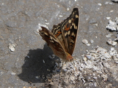 Junonia erigone