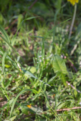 Capsella bursa-pastoris